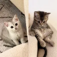 گربه نر و ماده بریتیش فانتزی