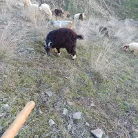 ۵۰ عدد بزغاله نرماده|حیوانات مزرعه|اهر, |دیوار