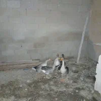 شادگان|حیوانات مزرعه|شادگان, |دیوار