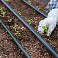 خریدار نوار طیف  در سر مزرعه  هستم