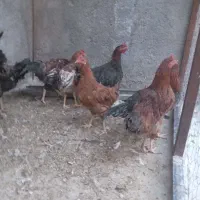 خروس|حیوانات مزرعه|سرپل ذهاب, |دیوار