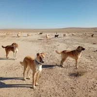 واگذاری سگ گله|سگ|سده (خراسان جنوبی), |دیوار