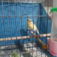 قناری ماده کاکلی مست مست خوش رنگ معاوضه با مینا