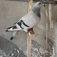 فروشی ۳عدد ماده قره وابلق