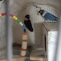 طوطی برزیلی