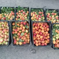 زردالوی تازه تفتان