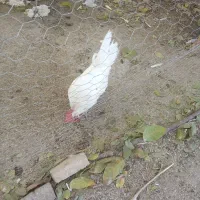 فروش 5عدد مرغ تخم گذار.یک عدد خروس.سه عدد بغلمون|حیوانات مزرعه|اشترینان, |دیوار