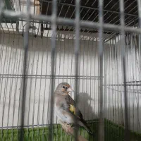 انواع پرنده سهره قناری طوطی گلدین فنج