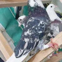 کبوتر اصیل ایران ..تهران ..خاوران|پرنده|قیامدشت - خاورشهر, |دیوار