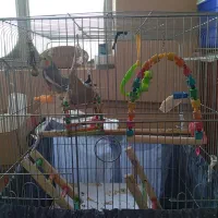 عروس هلندی|پرنده|یزد, |دیوار