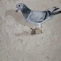 کبوتر|پرنده|مشکان, |دیوار