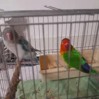 طوطی برزیلی