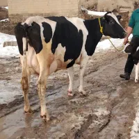 گاو هلیشتاین شیری|حیوانات مزرعه|هشترود, |دیوار