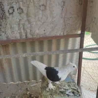 کفتر پرشی و زینتی|پرنده|اردکان, |دیوار