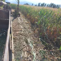 فروش ذرت علوفه یی|عمدهفروشی|فاضل آباد, |دیوار