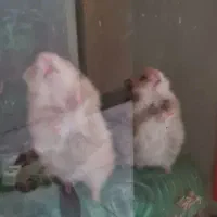 بچه همستر نژادار|موش و خرگوش|شیراز, ارم|دیوار