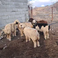 بره ماده ترکی روزگاری توقلی