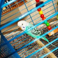 مرغ عشق ماده