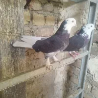 کبوتر پرشی شازده