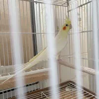 عروس هلندی ماده|پرنده|نی‌ریز, |دیوار