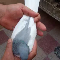 کبوتر|پرنده|کازرون, |دیوار