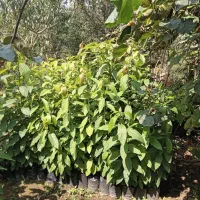 فر ش نهال آووکادو|خدمات باغبانی و درختکاری|رحیم‌آباد, |دیوار