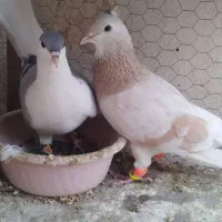 کبوتر رنگی|پرنده|مشهد, نظام دوست|دیوار