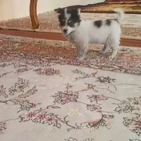 سگ کوچولو پامر اشپیتز