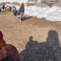 خروس|حیوانات مزرعه|فریمان, |دیوار