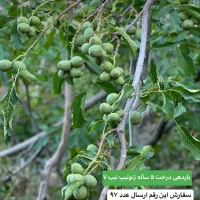 نهال گردو فقط و فقط ۸۰هزارتومن در غرب نهال|خدمات باغبانی و درختکاری|تنکابن, |دیوار