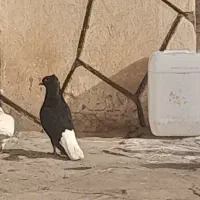 کفتر زاغ دمسفید و یهودی سرخ سار