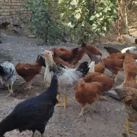 جوجه مرغ و خروس دولت آباد زاوه|حیوانات مزرعه|تربت‌حیدریه, رضاشهر|دیوار