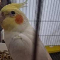 عروس هلندی هدلایت کوتوله گرینچک