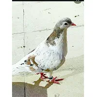 ساده هفترنگ
