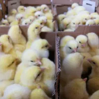 جوجه گوشتی نژاد راس|حیوانات مزرعه|لاهیجان, کوی خزر|دیوار