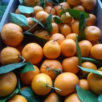 نارنگی درجه یک