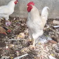 معاوضه با مرغ|حیوانات مزرعه|آزادشهر, |دیوار