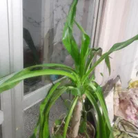 گل موزی فروشی|گل و گیاه طبیعی|خمینی‌شهر, |دیوار