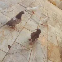 کبوتر طوقی و سینه