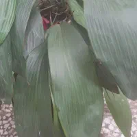 دوعدد گل|گل و گیاه طبیعی|رشت, استقامت ۲|دیوار