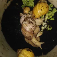 حلزون آچاتبنا آلوبینو وارداتی از خارج با 75%تخفیف