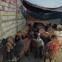 گوسفند زنده از وزن۳۵ کیلو به بالا بره