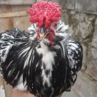 خروس مشکی مرغ گردن لخت گلین