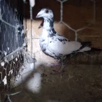 کفتر پلاکی شهرستانی|پرنده|رباط‌کریم, شترخوار|دیوار