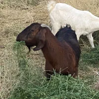 فروش چند راس بز دورگه