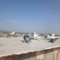 کبوتر المانی