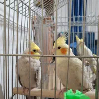 عروس هلندی|پرنده|رشت, پیرکلاچای|دیوار