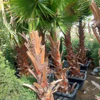 نهال درخت گل