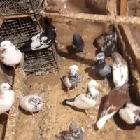 کفتر|پرنده|قم, هفت تیر|دیوار