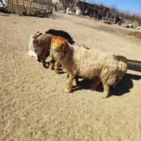 قوچ بختیاری|حیوانات مزرعه|بروجن, |دیوار
